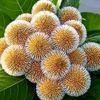 nasreen.begum87