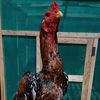 bkfarm45malangke