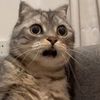 Cat x 🙀 x reaction 👾