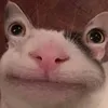 kevin_mini123