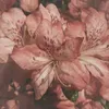 unknown_alae2