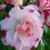 Незнакомка🌺✨💫💫💫