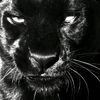 CATWOMAN.