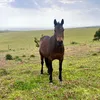 rosiemypony_