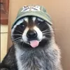 141raccoon141