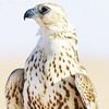 abofaisal370