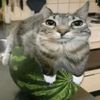 watermelon.cat7