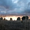 gabriel1_2012
