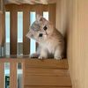 chaadaap_cutey