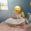 eliii_508