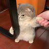 xiao_arr2