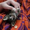 lotssofmeowtarot