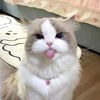 katsepaws