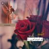 user8661108581860