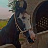 mohsan9298