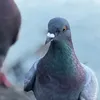 4_bd0