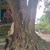trantanchson