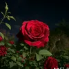 qvjb3