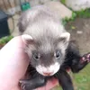 artferrets