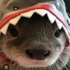 real_jeff_thelandshark