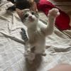 kittieseverywhereilook