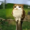 littlebeansthefirst