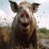 sertafelerkrorlsj