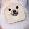 arkmidy