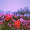 chrysanthemum_311022