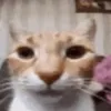 salacw