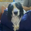 bloboboobiao