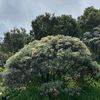 zah_20707