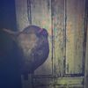 ultrasecretaccount12