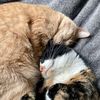 franknbeancats