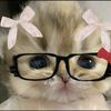 gek.widy