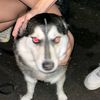 devil.ean