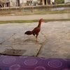 sambung.ayam1