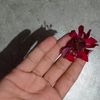 chaudharysushma680