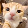 cheesynyami