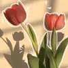 ibristazzzz6