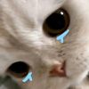 licy_moy