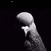 jose_angelsec