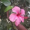 jecoleah_abenax