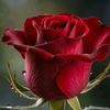 ahmetyildirim8