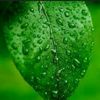 daun_hijau_segar