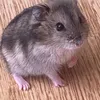 lusyahamster