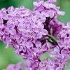 lilaclilaclavender