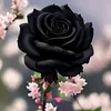 zoz0085
