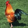 chicken6775747