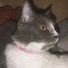 yeralcat2
